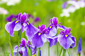 IRIS
