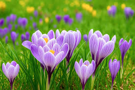 SAFFRON
