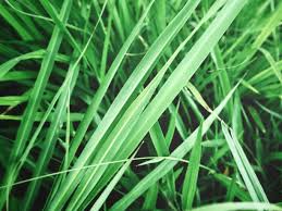 VETIVER